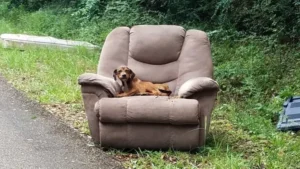 Read more about the article Abandoned Puppy with Sofa and TV Stays Still Hoping for His Owners to Return