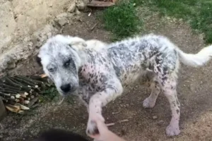 Read more about the article Abandoned and Injured Puppy Refuses to Be Saved Without His Street Friend