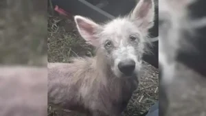 Read more about the article Abandoned and Hungry Puppy Begs a Truck Driver to Rescue Him