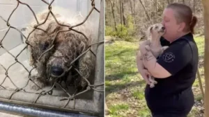 Read more about the article Blind Puppy Can’t Contain Joy When Smelling His Lost Family After Years