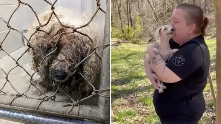 You are currently viewing Blind Puppy Can’t Contain Joy When Smelling His Lost Family After Years