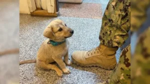 Read more about the article Abandoned Puppy Enters Army Base and Begs Soldier to Adopt Him