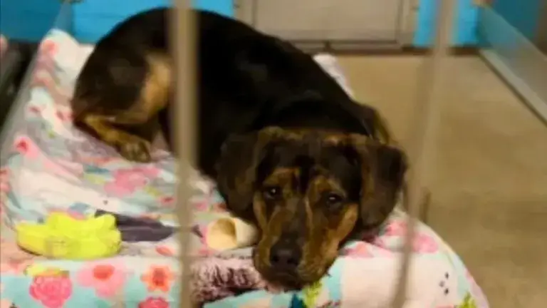 You are currently viewing Puppy Can’t Hide His Sadness After Adoptive Family Returns Him to Shelter