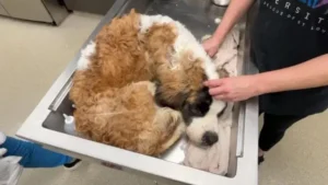 Read more about the article Poor Saint Bernard Found Abandoned in a Box, Weighing 30 kg Below Ideal