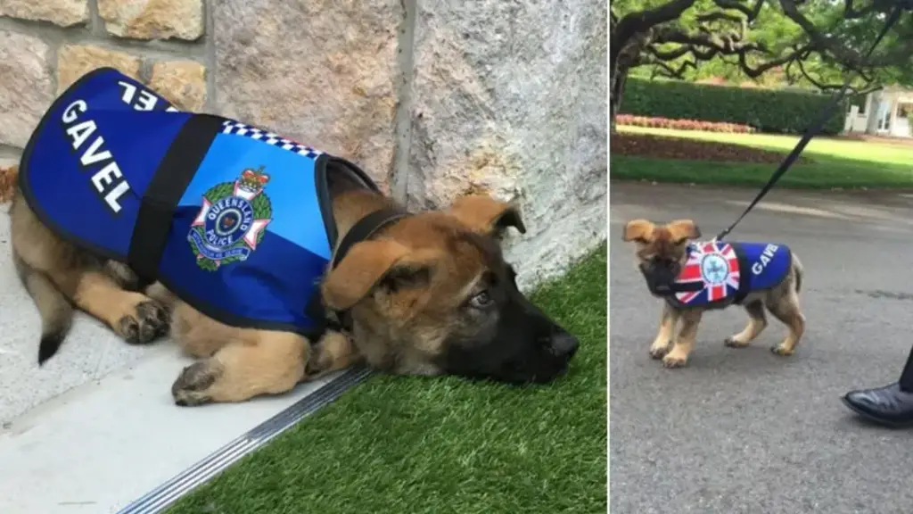 You are currently viewing Police Dog “Fired” for Being Too Friendly, Lands Much Better Job