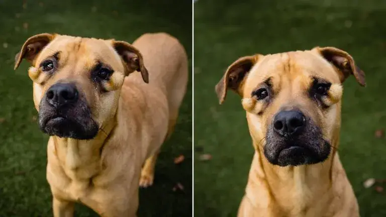 You are currently viewing Ugly Dog Can’t Understand Why No One Wants to Adopt Her at Shelter