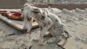 Read more about the article Hungry puppy was eating rocks to survive until a family rescued him