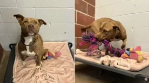 Read more about the article Forgotten Puppy in Shelter Caught Playing with “Imaginary Friend”