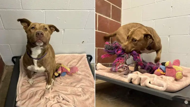 You are currently viewing Forgotten Puppy in Shelter Caught Playing with “Imaginary Friend”