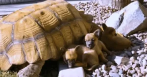 Read more about the article Abandoned Puppies Befriend Lonely Giant Tortoise