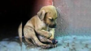 Read more about the article Injured Puppy Cries for Help, Hoping Someone Will Notice Its Pain