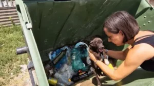 Read more about the article Twelve Dogs Left to Die in a Dumpster Miraculously Found