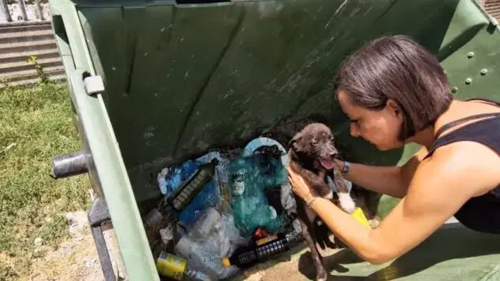 You are currently viewing Twelve Dogs Left to Die in a Dumpster Miraculously Found