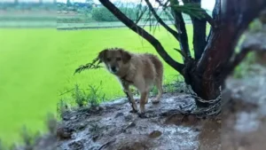 Read more about the article The Cry of a Pregnant Dog Tied to a Tree While It Rained