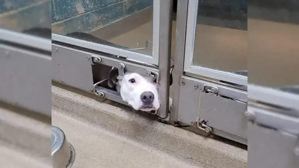 You are currently viewing Puppy Who Would “Watch” His Friends Get Adopted Finally Gets His Own Family