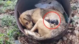 Read more about the article Their hearts broke when they saw an abandoned dog mourning her deceased puppies