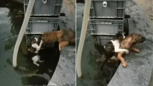 Read more about the article Hero dog decides to jump into the water to save a drowning cat