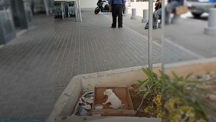 You are currently viewing Abandoned puppy outside supermarket rejoices after kind soul rescues him