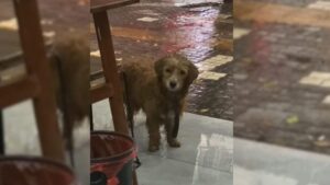 Read more about the article The puppy walks under heavy rain until it reaches a restaurant and begs for food