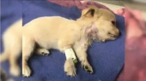 Read more about the article Puppy attacked by larger dog receives help from veterinarians