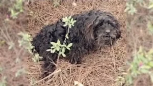 Read more about the article A paralyzed puppy was by the side of the road crying loudly until someone noticed him.