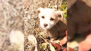 Read more about the article Man finds shivering puppy in the mud and rushes to help him