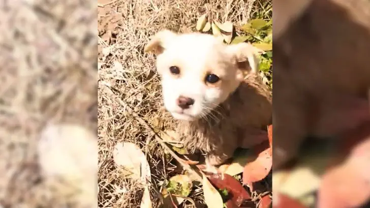 You are currently viewing Man finds shivering puppy in the mud and rushes to help him