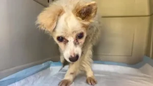 Read more about the article Elderly and severely mistreated dog, destined for euthanasia, is rescued at the last moment by a new home filled with love