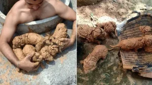 Read more about the article Man spots “5 mud balls” in a well and discovers they were the cutest puppies in the world