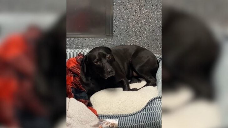 You are currently viewing After 900 days in the shelter, a dog was adopted and returned in less than 24 hours