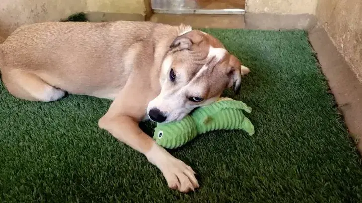 You are currently viewing Man visits shelter every day for 2 months to win over shy dog’s heart