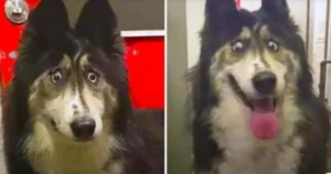 Read more about the article Dog finds new home after being abandoned for having “weird eyes”