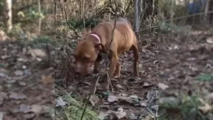 Read more about the article This frightened dog has lived his whole life in the wild, until he met a man who has been trying to gain his trust