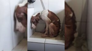 Read more about the article Undernourished puppy feels betrayed and untrusting after being abandoned on the side of the road