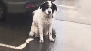 Read more about the article This loyal dog stayed out in the rain for hours after being abandoned, waiting for its owners to come back