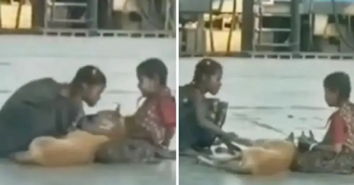 You are currently viewing Children are filmed giving love and affection to a stray dog, and the video goes viral