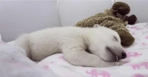 Read more about the article Abandoned baby polar bear makes incredibly cute sounds while cuddling a stuffed animal [video]