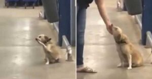 Read more about the article Abandoned by its owner at the supermarket gate, the poor little dog ‘wags’ its tail at every person in hopes of being adopted