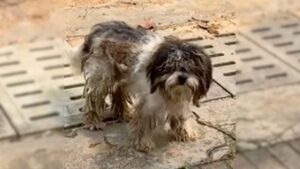 Read more about the article No one wanted to help a desperate and mud-covered dog (until they discovered his sad situation)