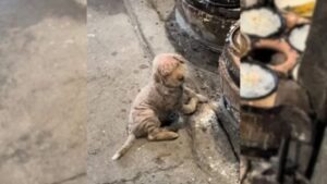 Read more about the article Woman rescues sick and abandoned dog in the cold, as he crawled to keep warm.