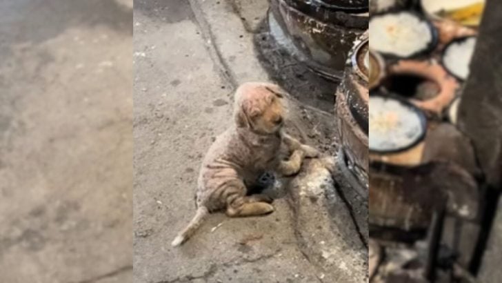 You are currently viewing Woman rescues sick and abandoned dog in the cold, as he crawled to keep warm.