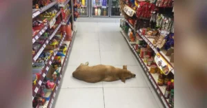 Read more about the article Store decides to open its doors to stray dogs during heatwave.