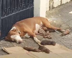 Read more about the article On the sidewalk of a street, a mother dog finds the strength to give birth to extremely precious puppies.