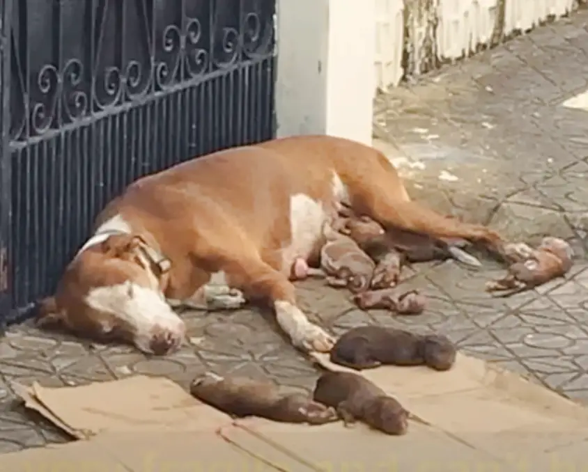 You are currently viewing On the sidewalk of a street, a mother dog finds the strength to give birth to extremely precious puppies.