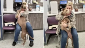 Read more about the article Shelter dog has an unusual reaction when a woman calls him by his real name.