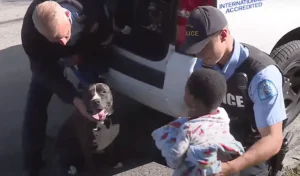 Read more about the article Unbelievable: Stray Pitbull finds and protects missing child until she is reunited with her parents