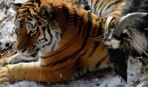 Read more about the article A live goat was given to a tiger as food, but they both became best friends