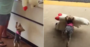 Read more about the article Tiny puppy decides to buy the biggest toy at the pet store