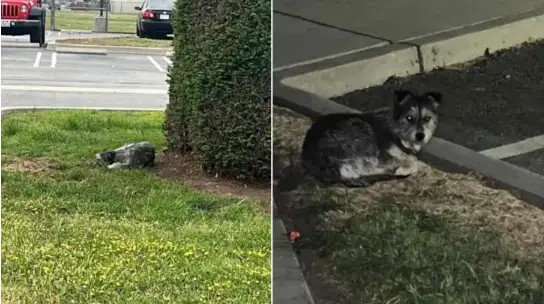 You are currently viewing Dog stays for weeks in the same place waiting for the family that abandoned him