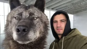 Read more about the article Man lives with the world’s largest wolf and treats him as if he were a little dog